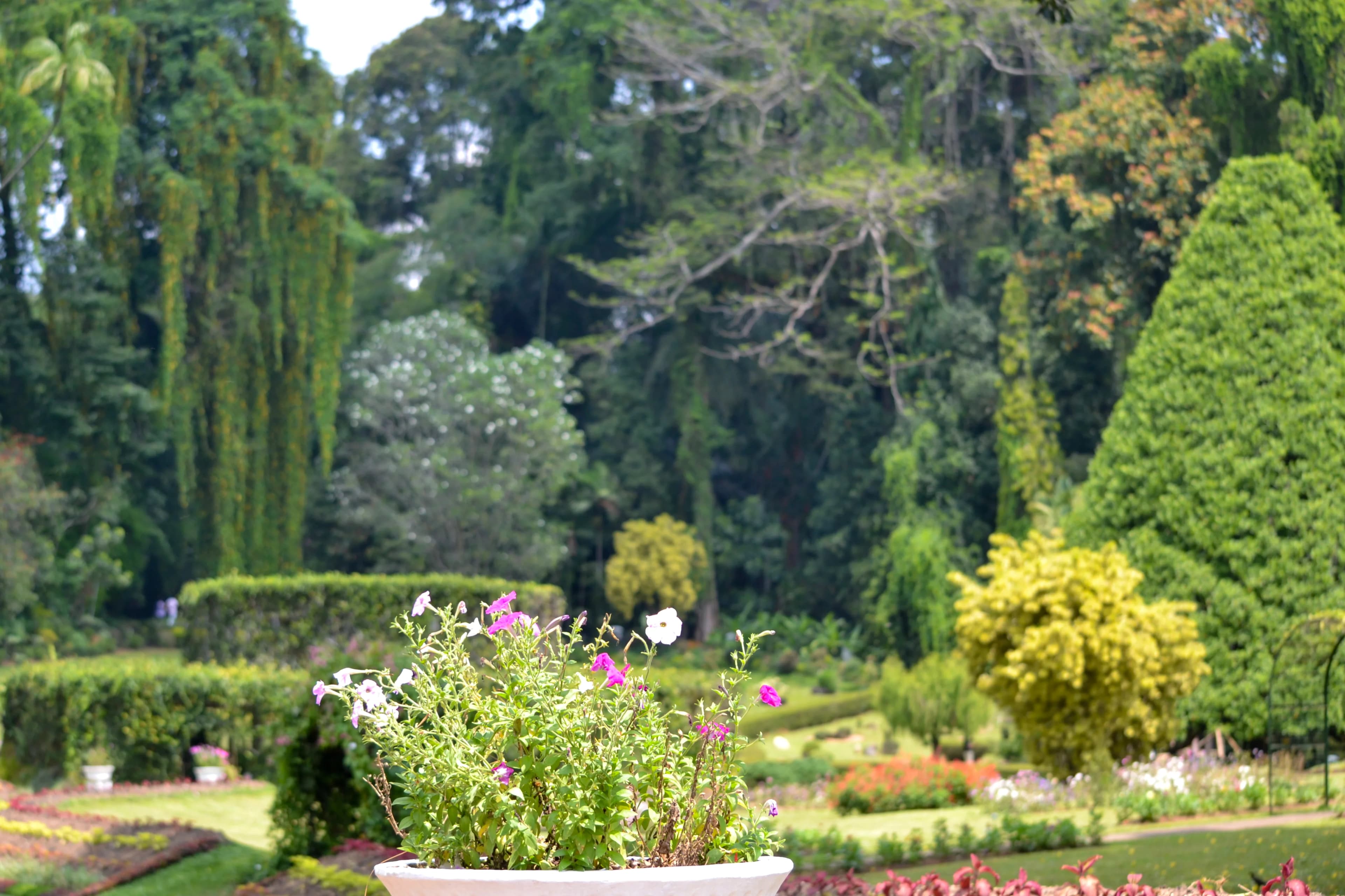 Botanical Gardens image 4