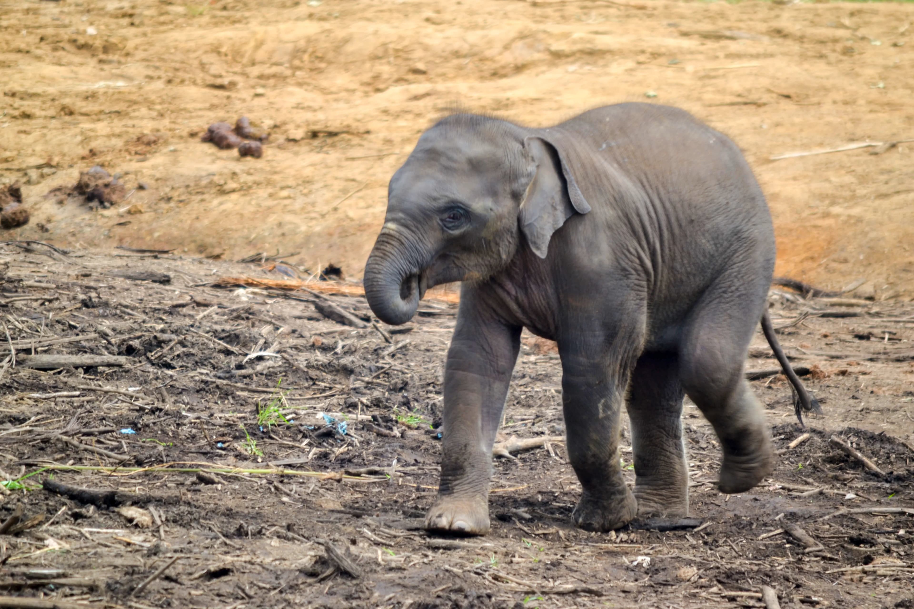 Pinnawala Elephant Orphanage image 3