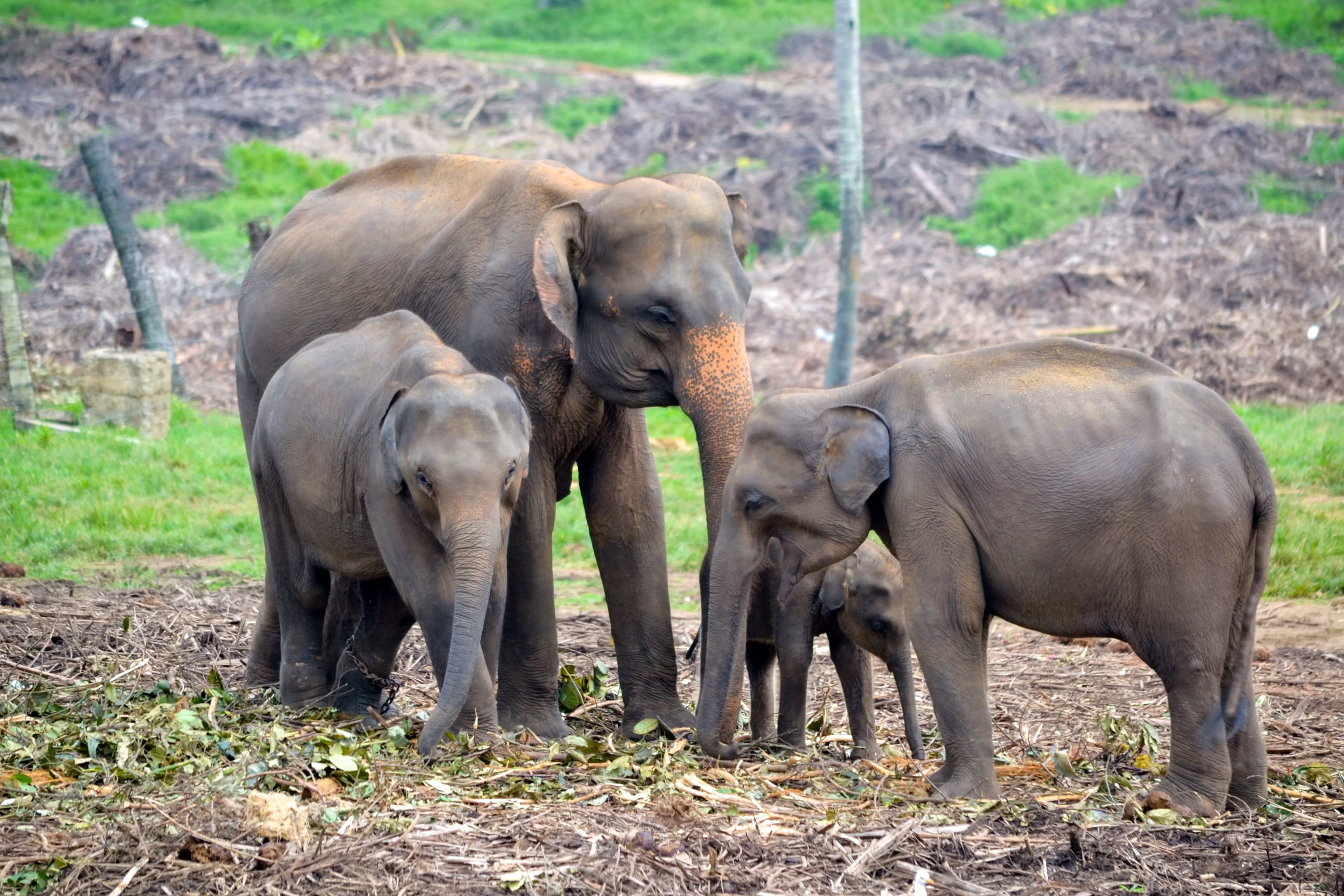 Pinnawala Elephant Orphanage image 4