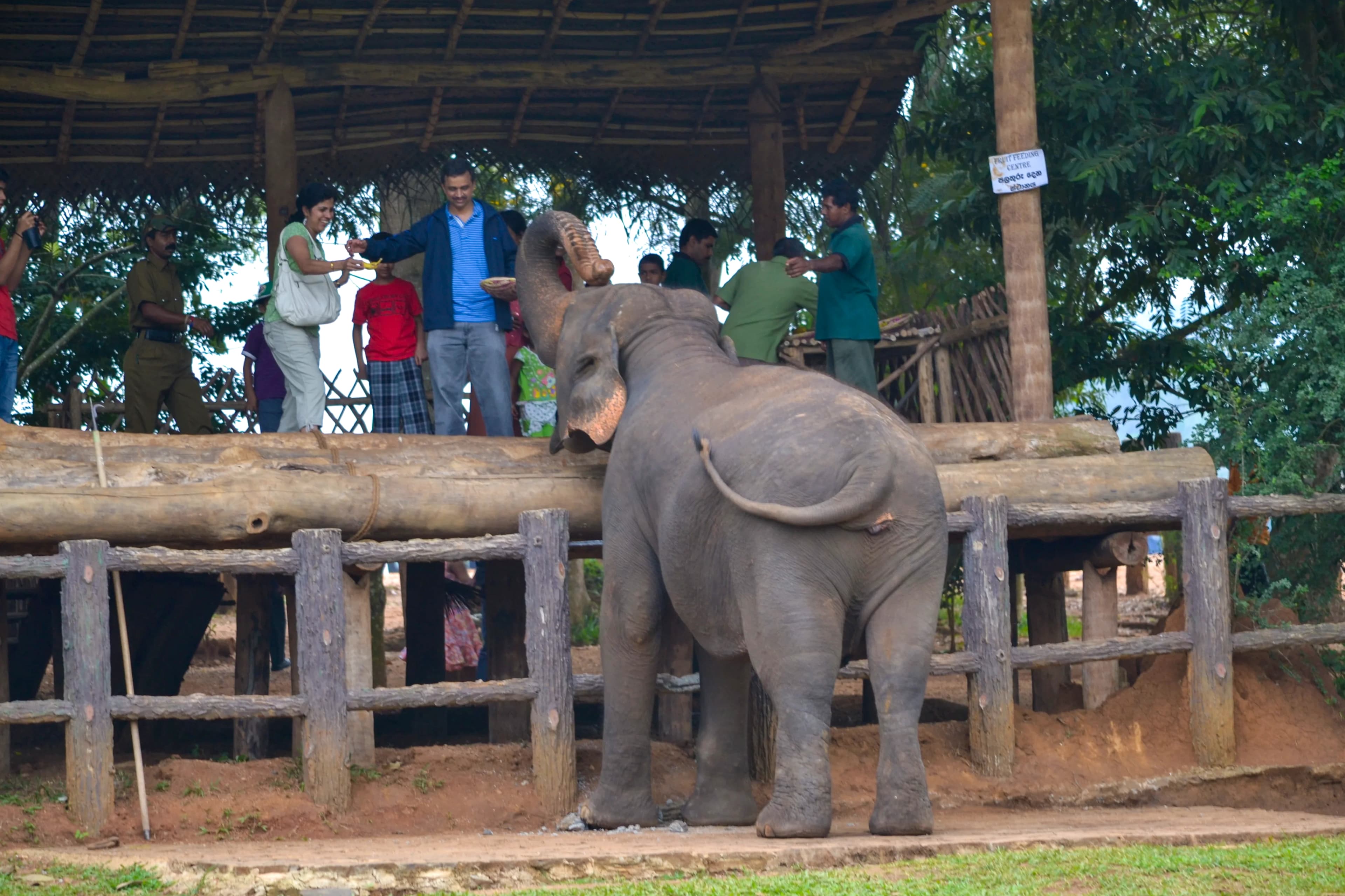 Pinnawala Elephant Orphanage image 6