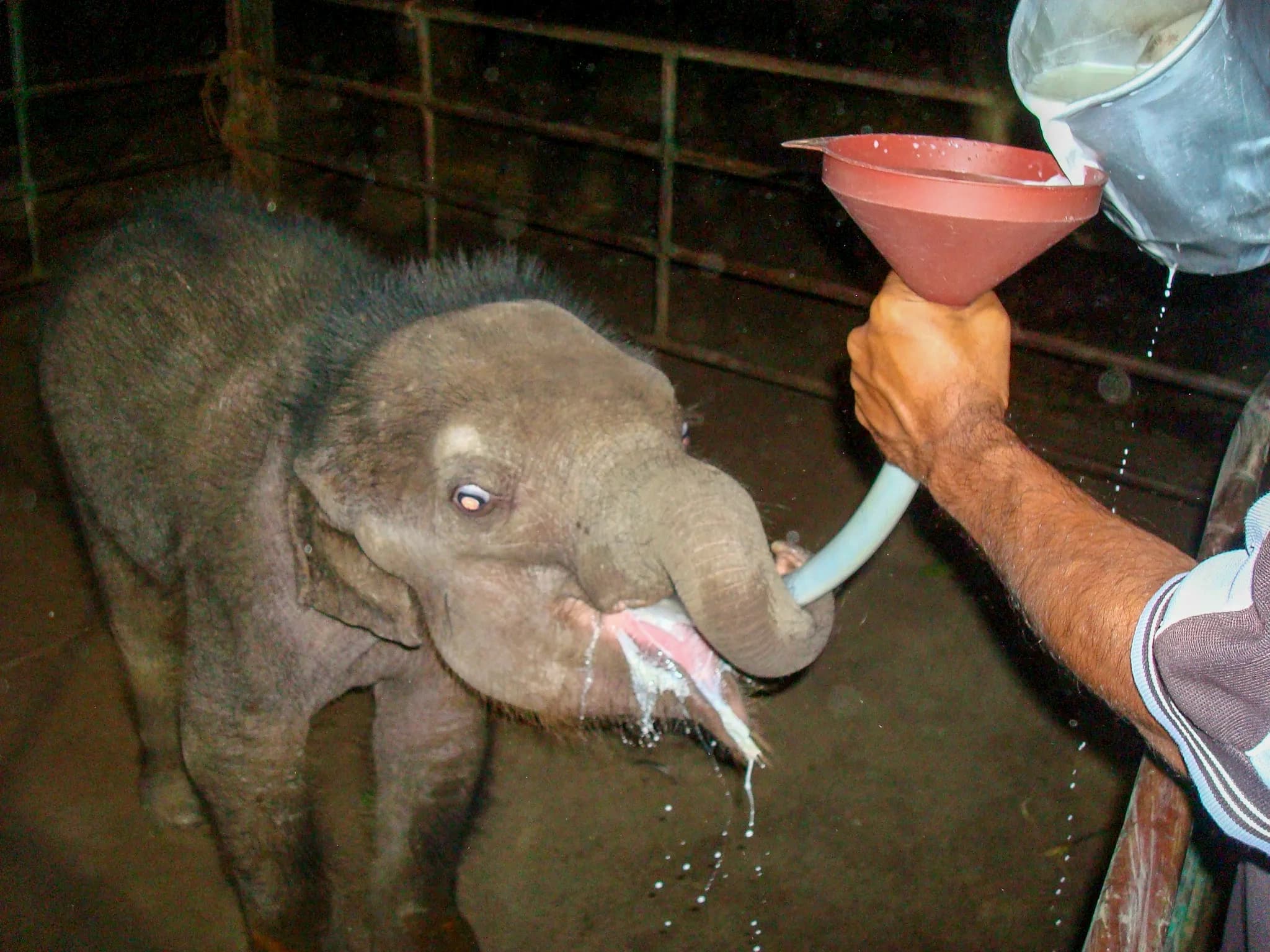 Pinnawala Elephant Orphanage image 2