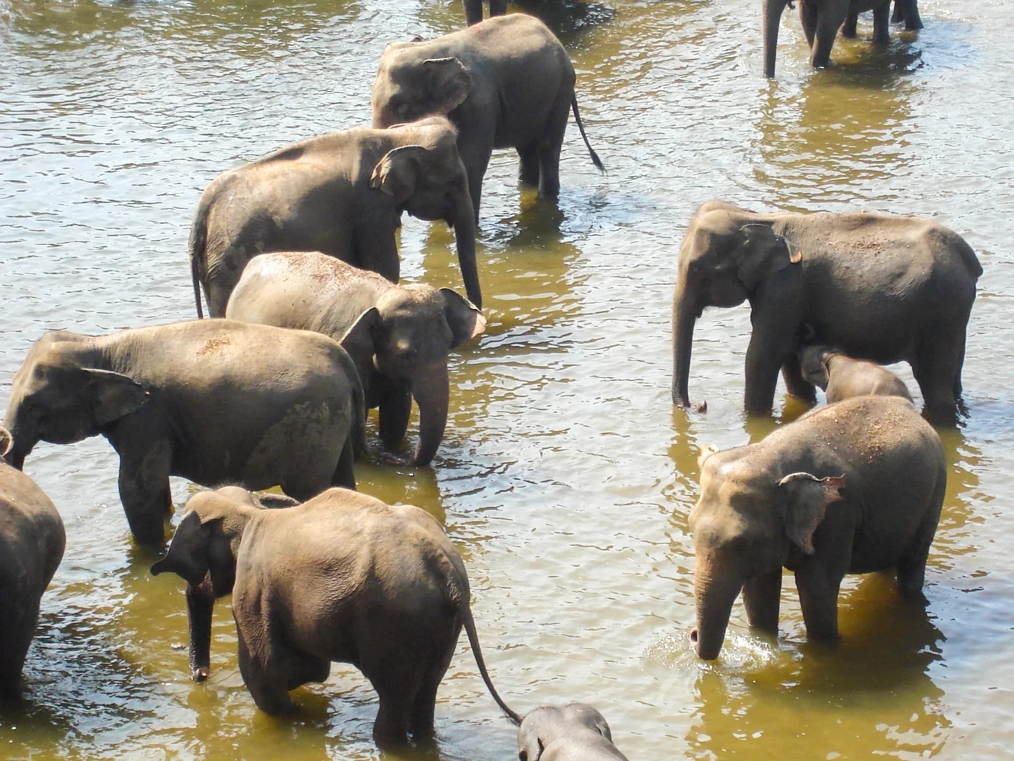 Pinnawala Elephant Orphanage