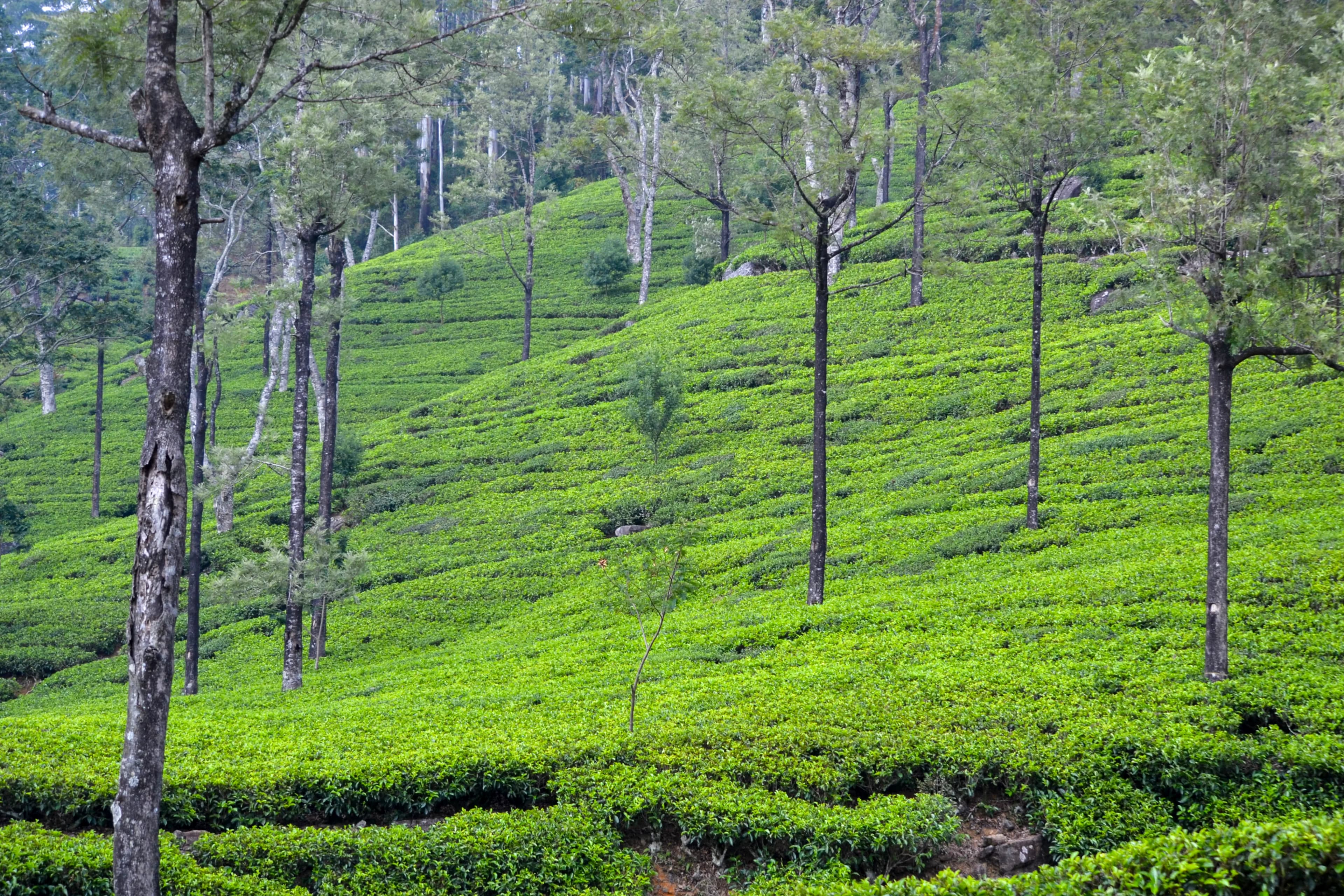 Tea Trails - Sri Lanka | Haka Lanka Tours