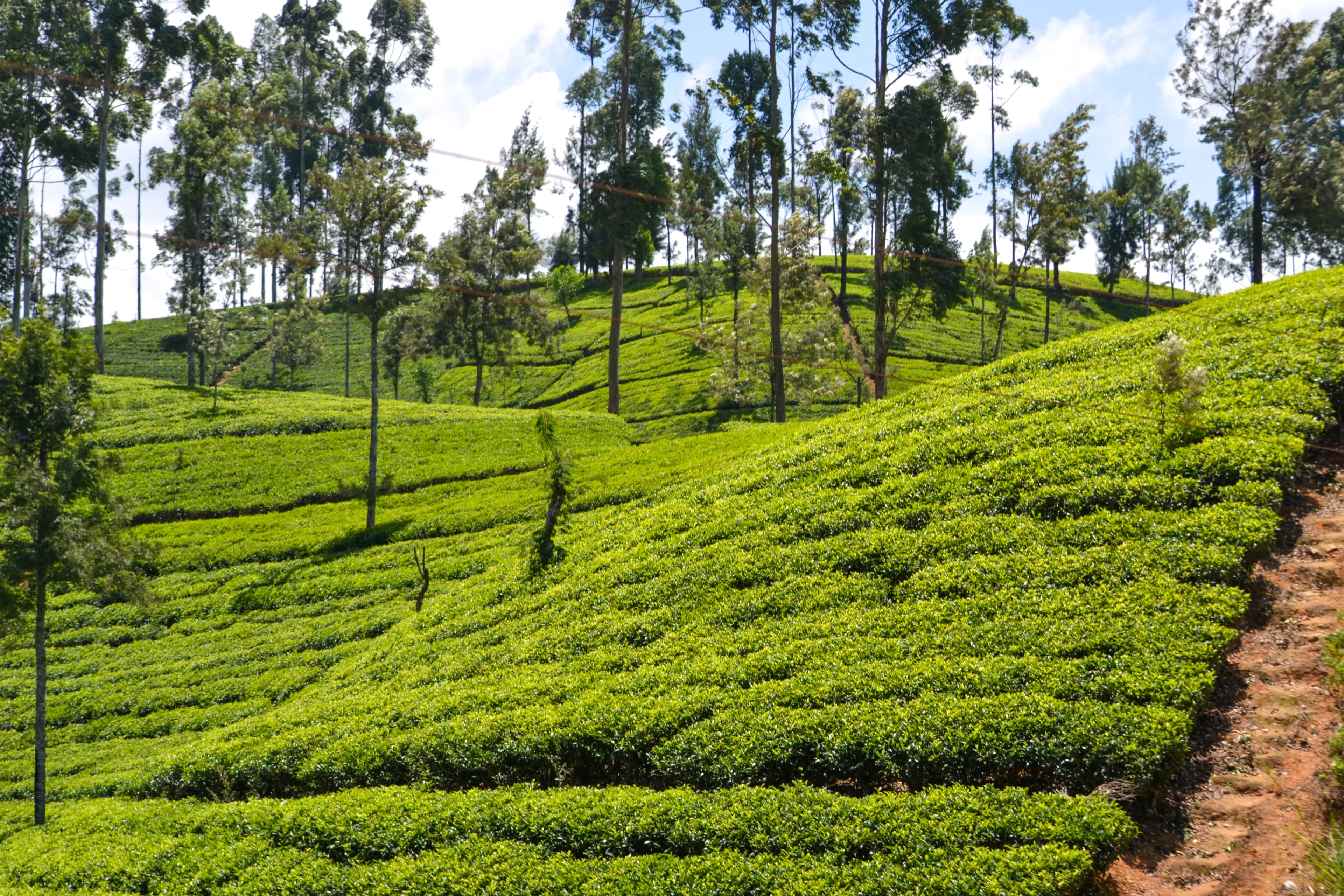 Tea Trails image 2