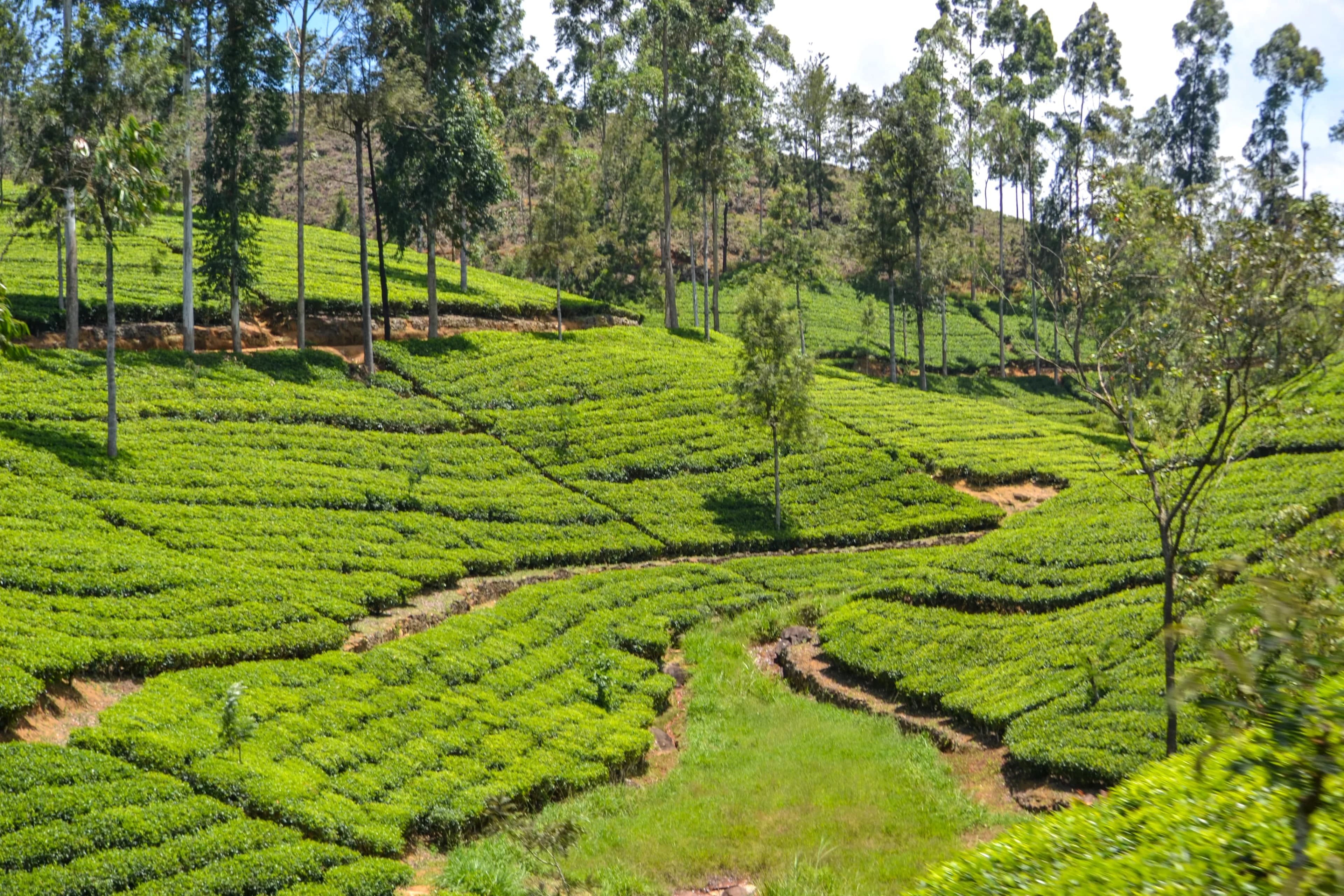 Tea Trails image 3