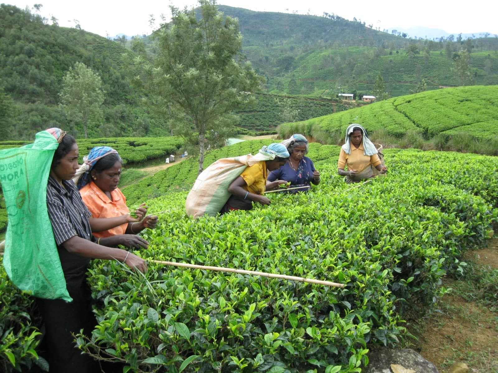 Tea Trails image 4
