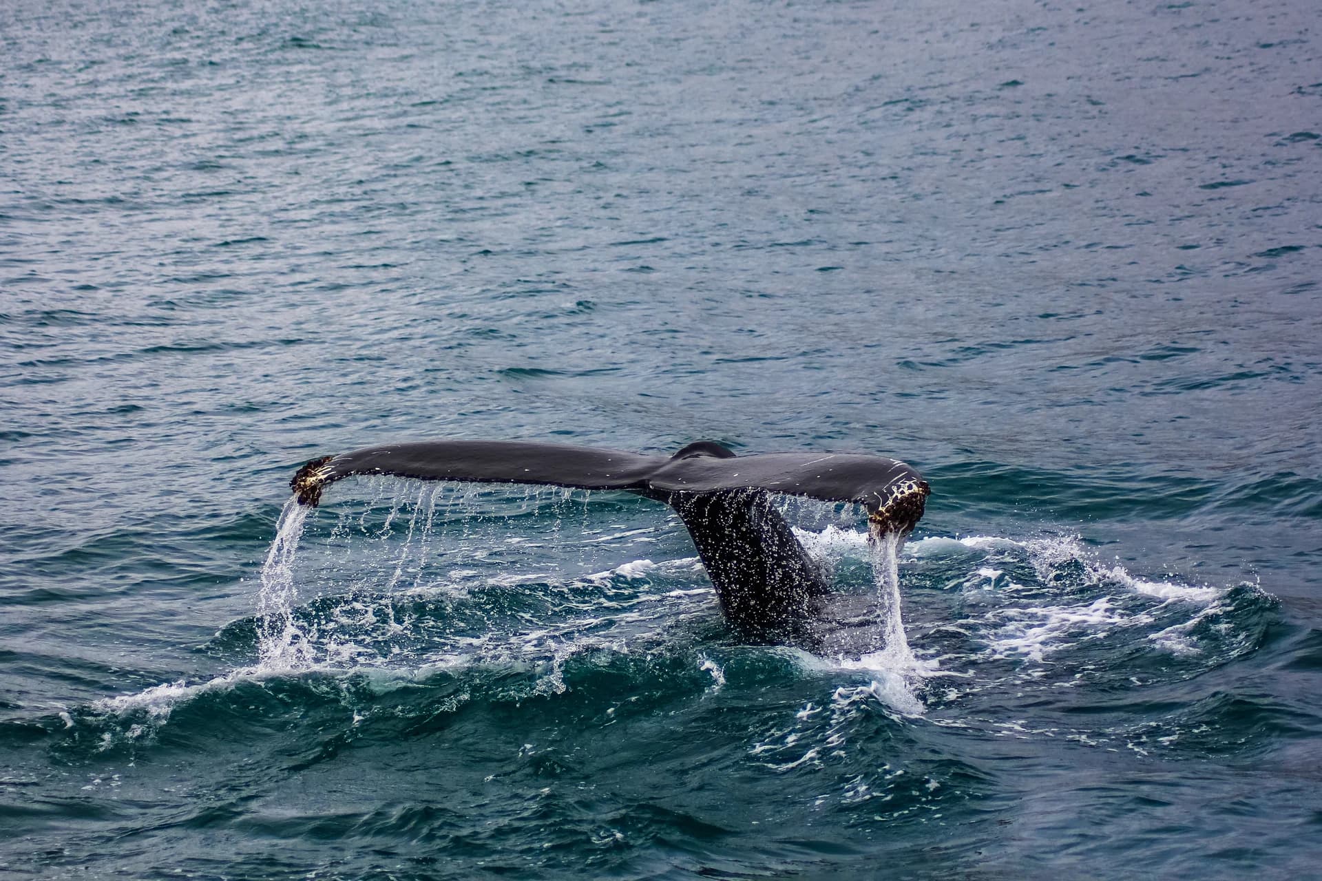 Whales Watching image 2