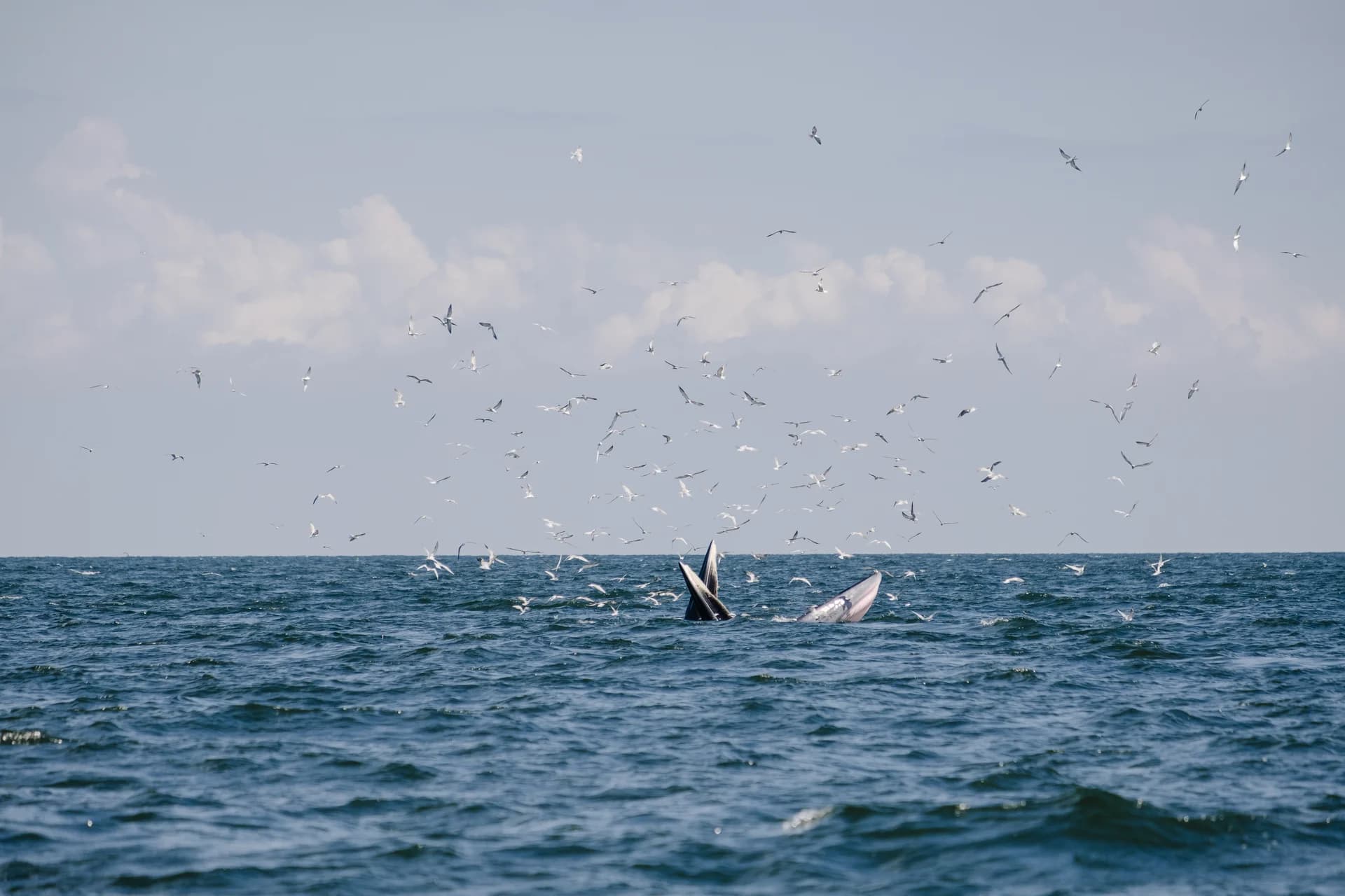 Whales Watching image 3