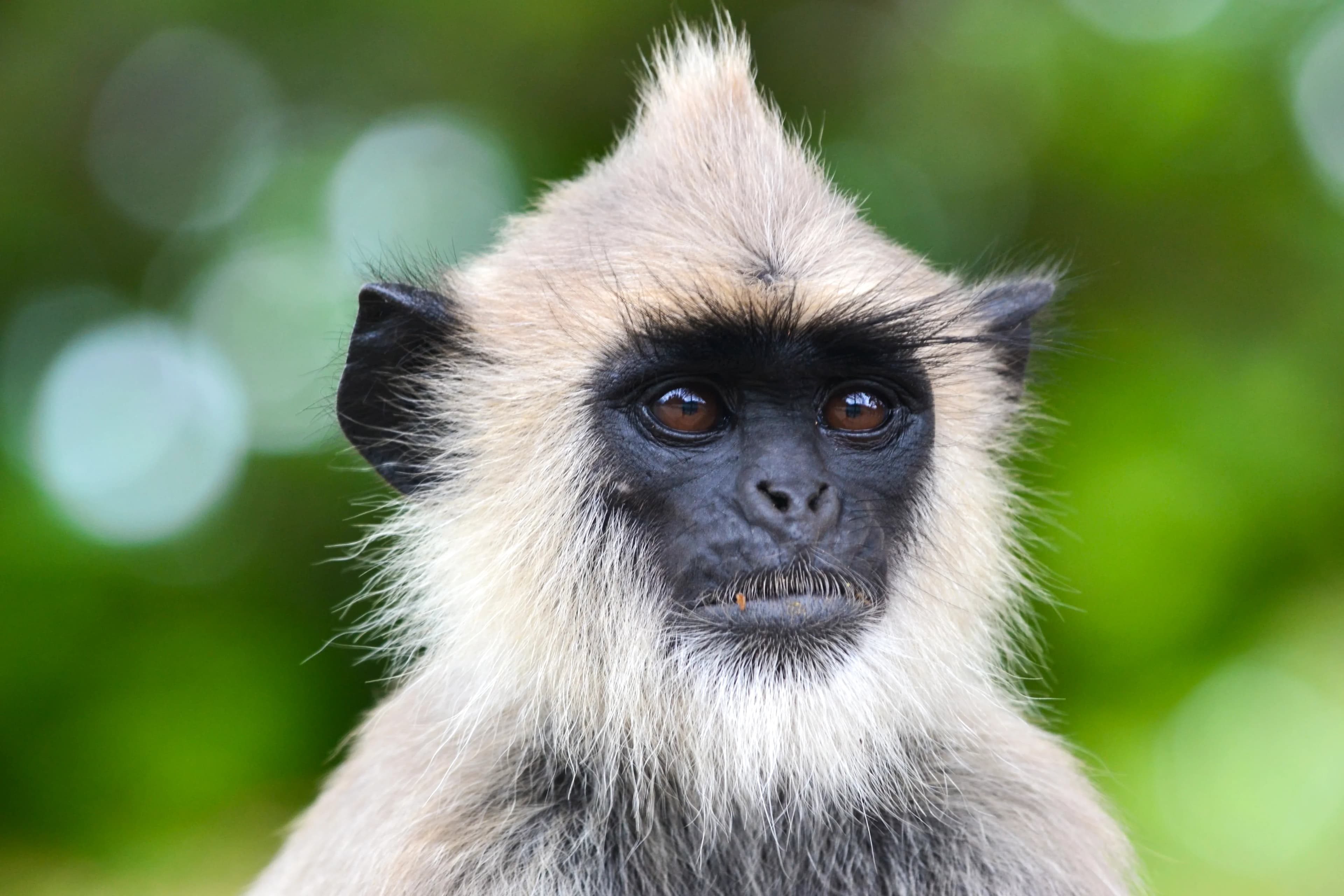 Wild life image 2