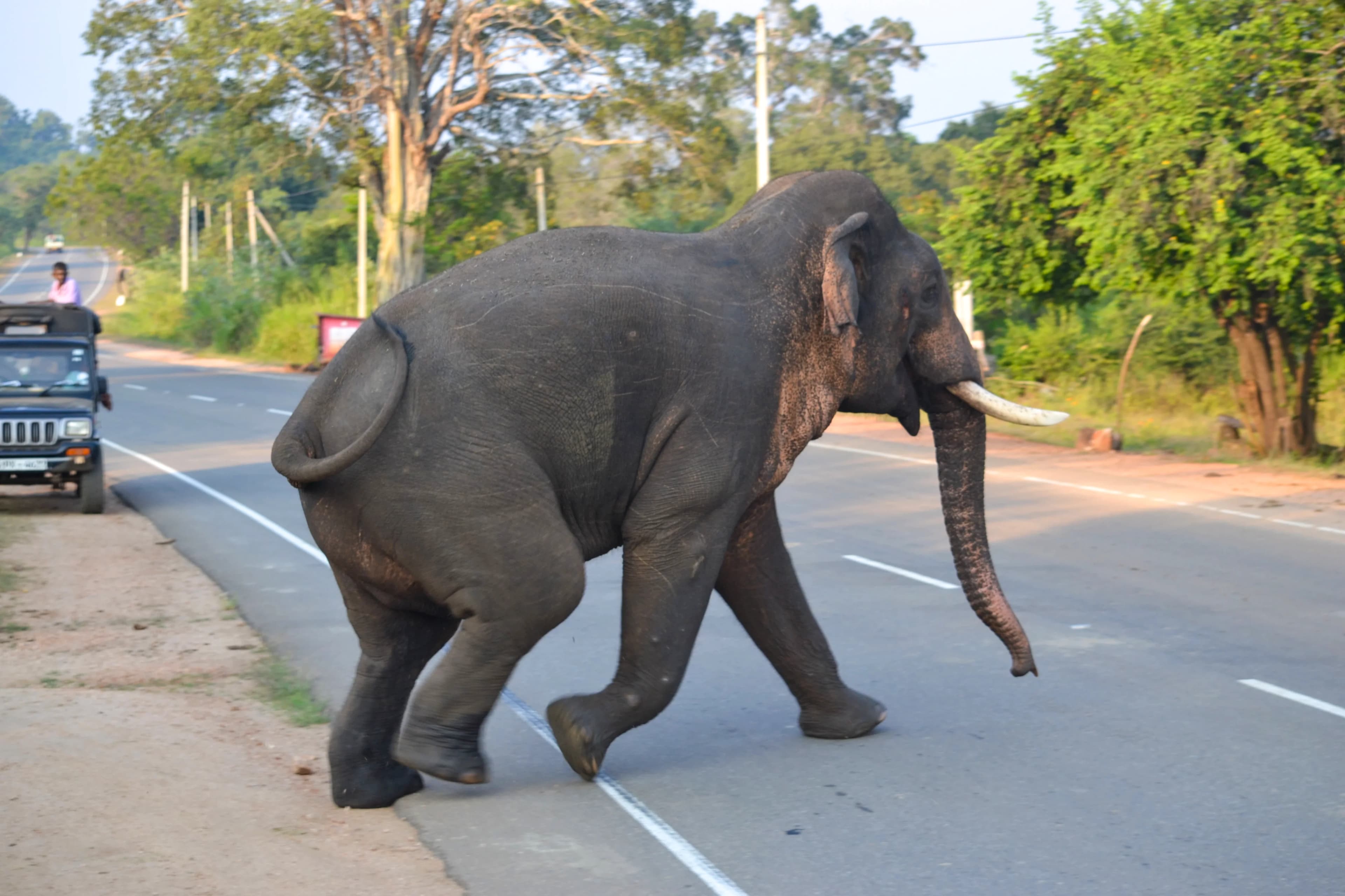 Wild life image 3