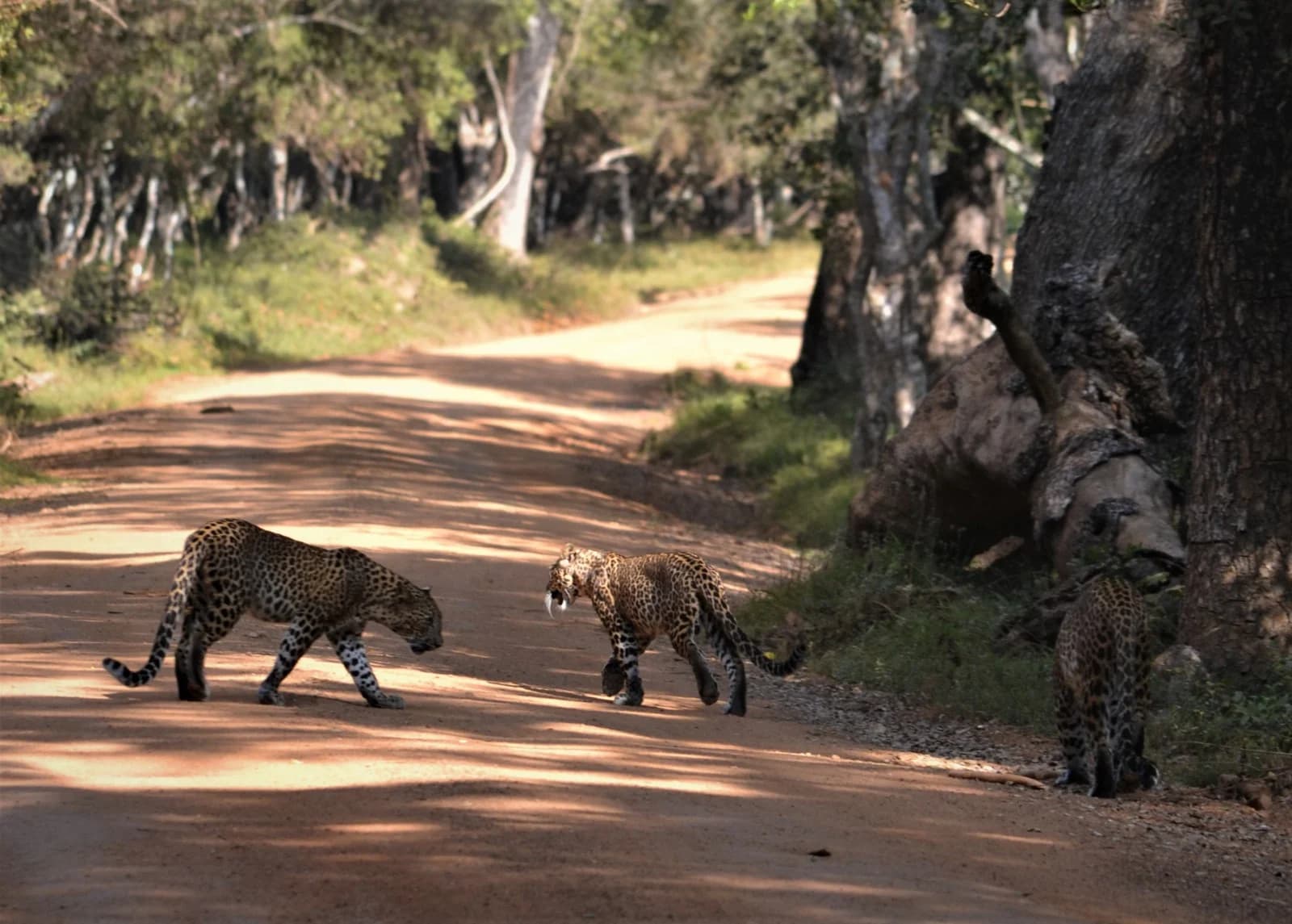 Wild life image 9