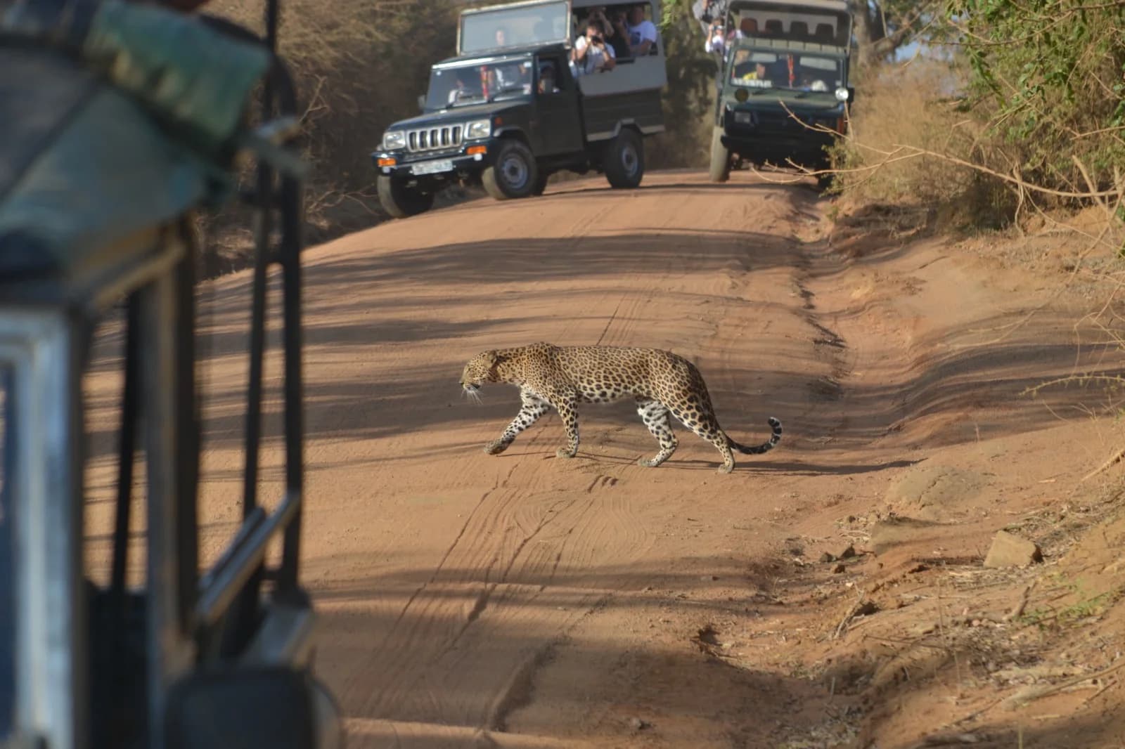 Wild life image 11