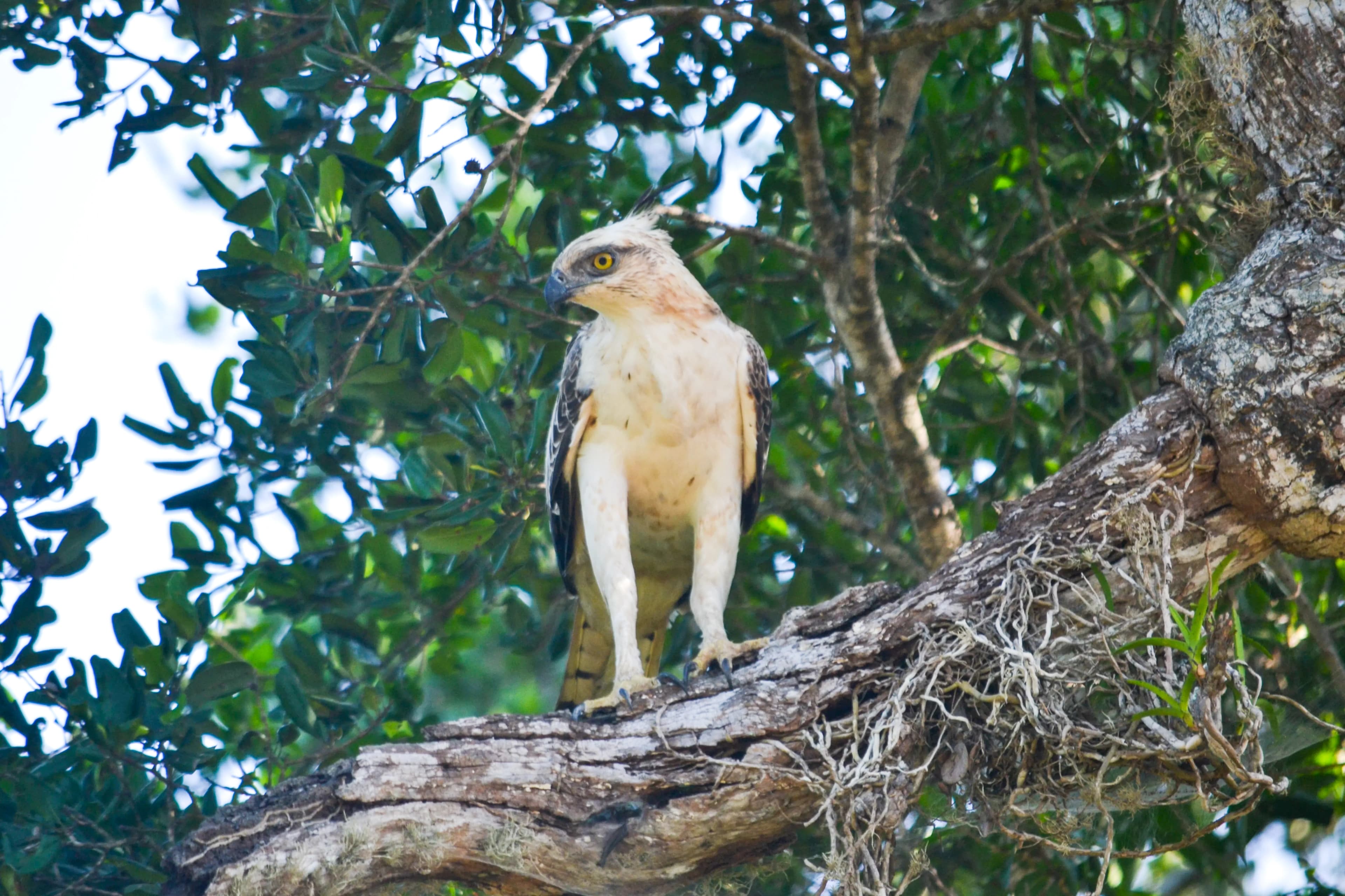 Wild life image 4