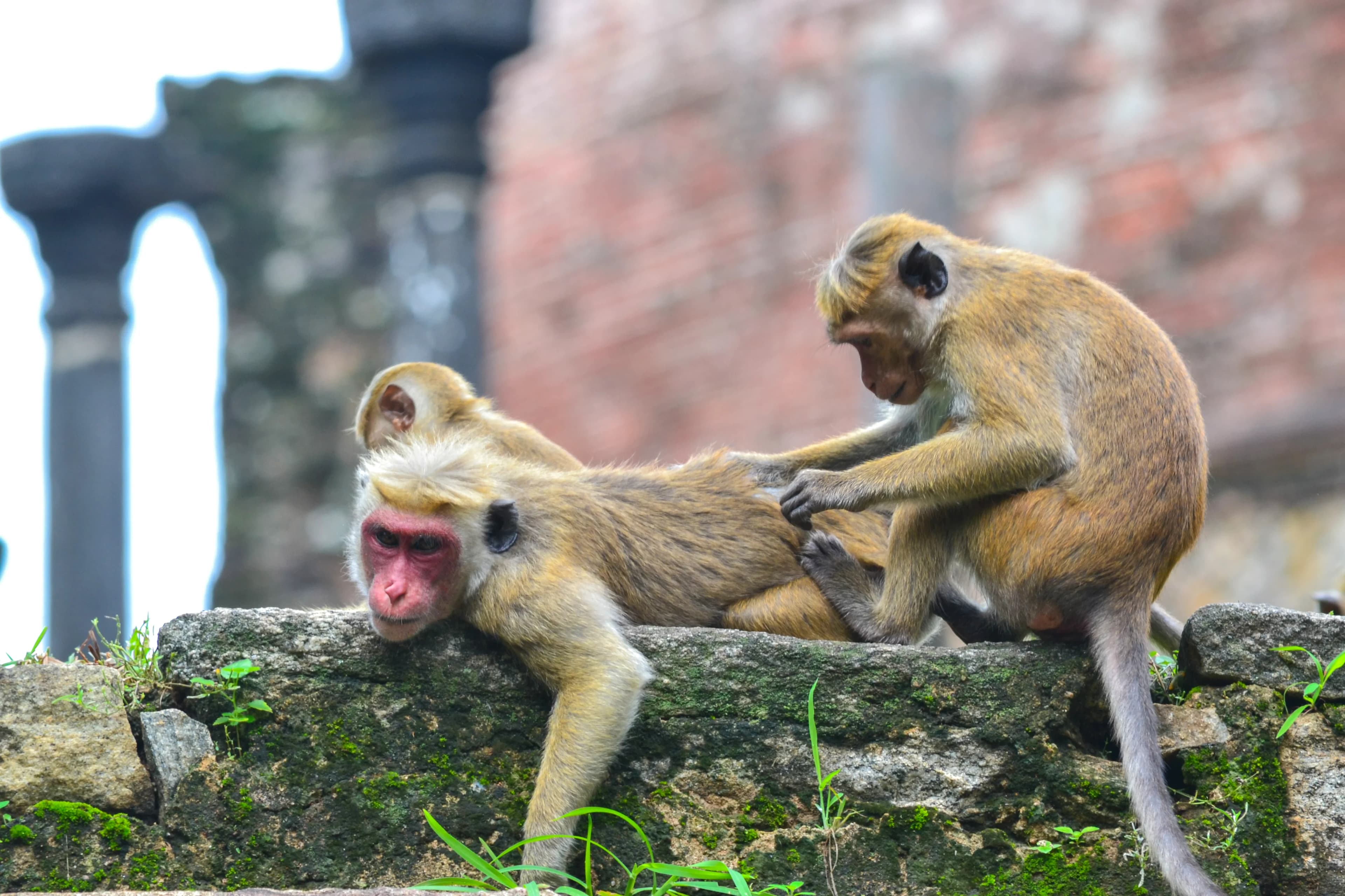 Wild life image 5