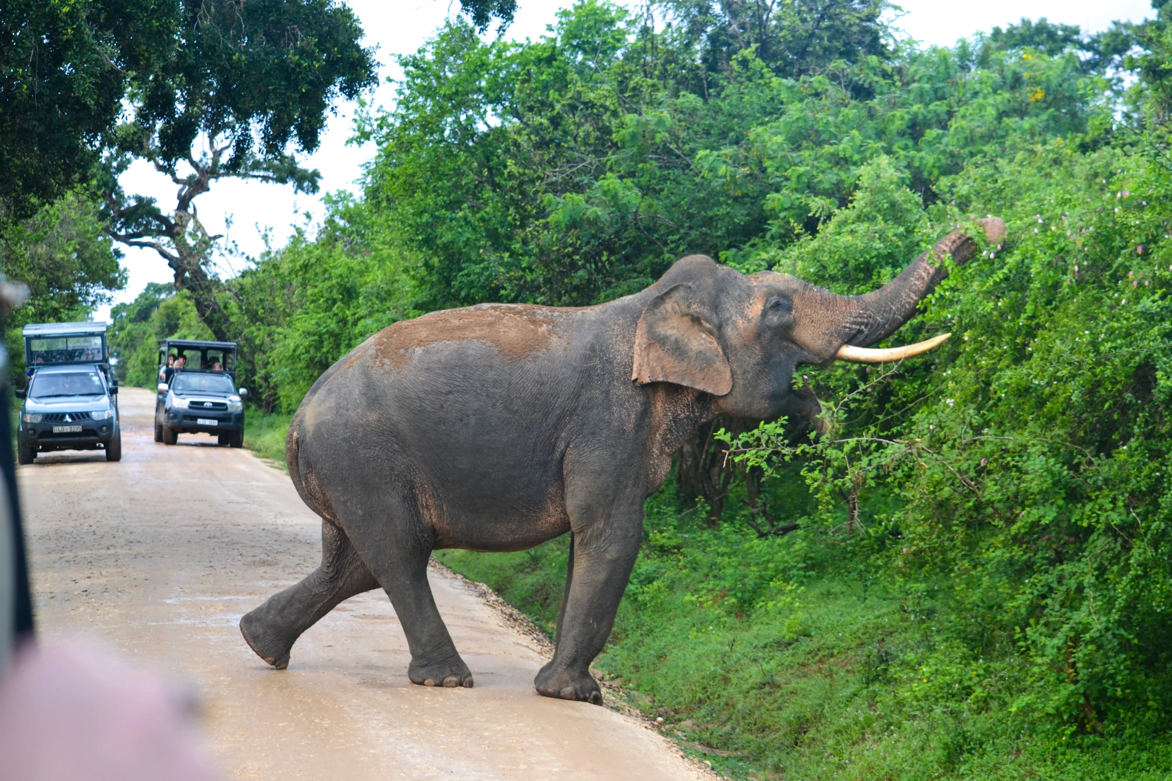 Wild life image 6