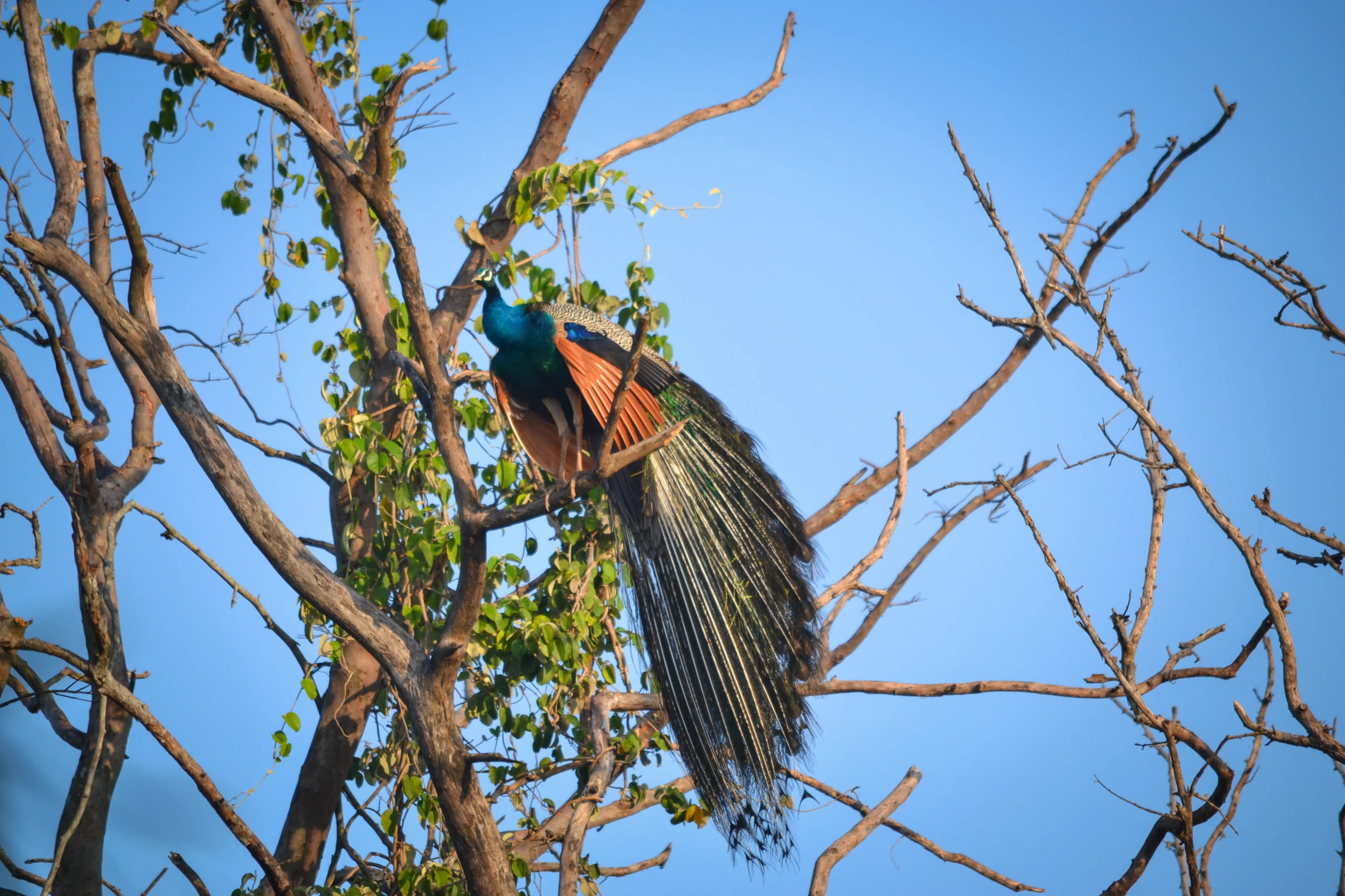 Wild life image 7