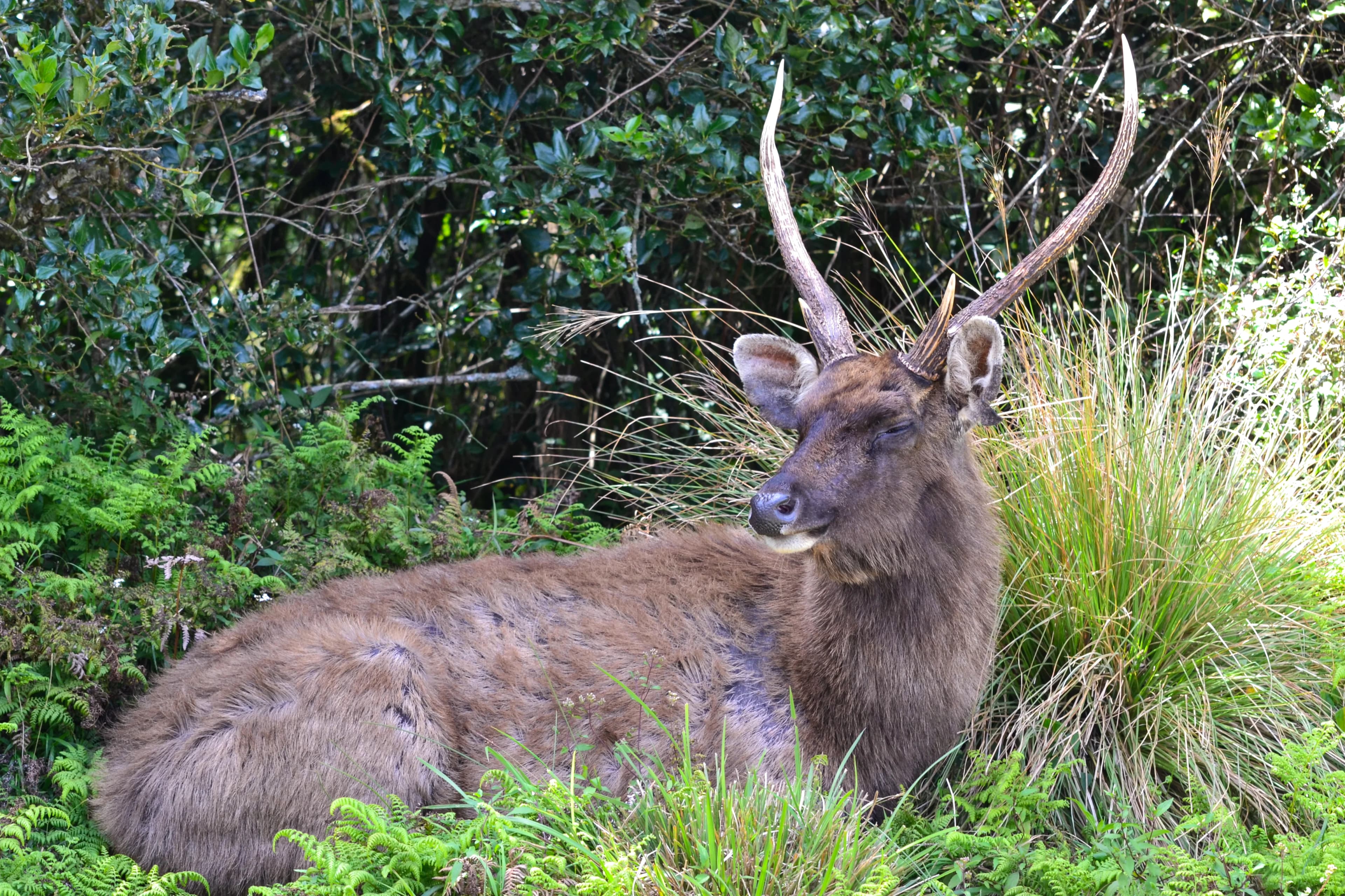 Wild life image 8