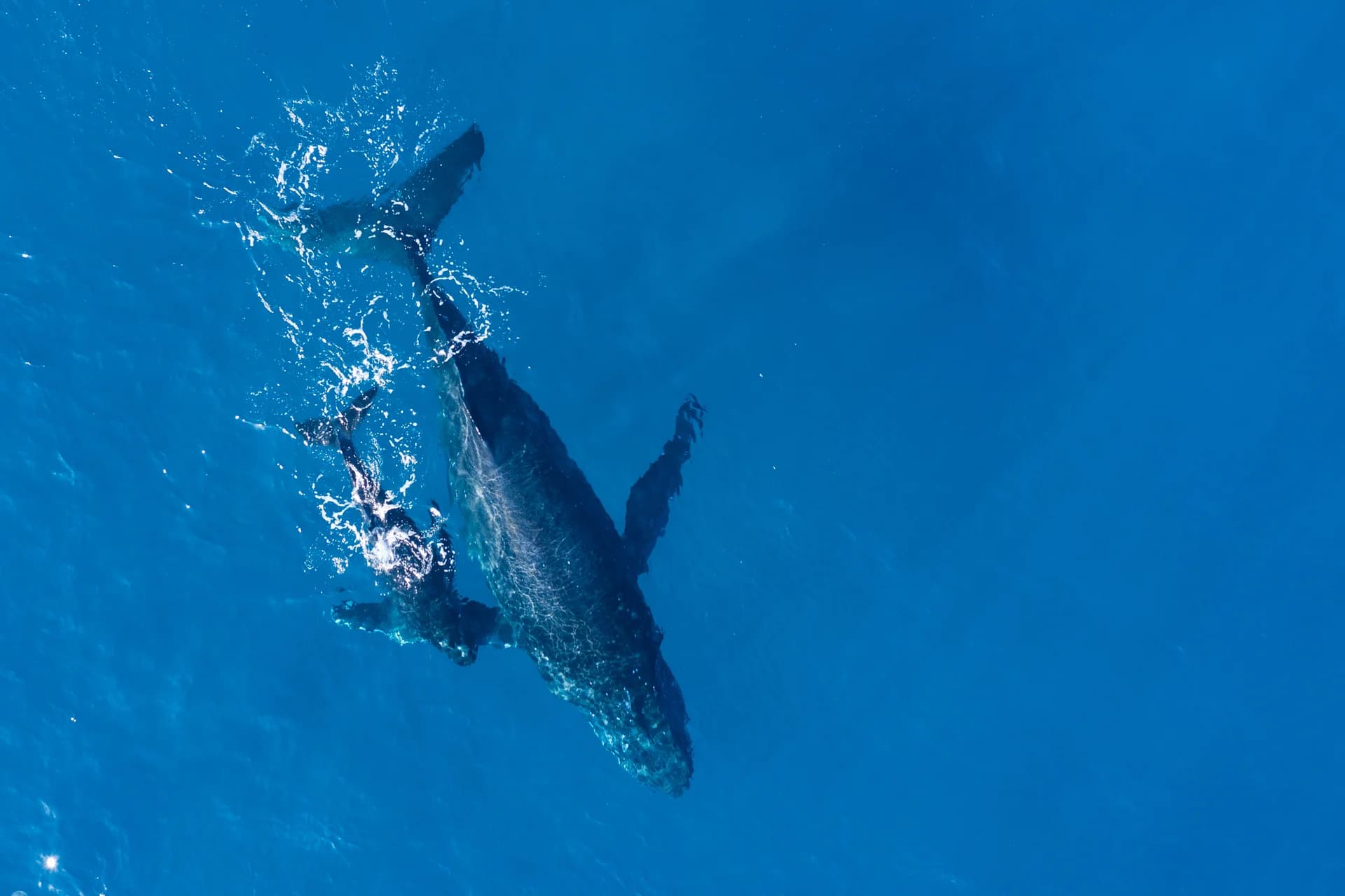 Whales Watching - Sri Lanka | Haka Lanka Tours